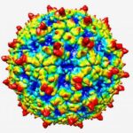 20160726-rhinovirus