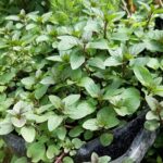 Chocolate mint – resize
