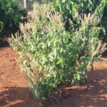 Trồng hương nhu trắng lấy tinh dầu Cây hương nhu trắng tại The seed garden