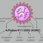 Tác dụng của tinh dầu lên virus H3N2 H3N2