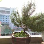 Hương thảo – Sài Gòn (5)