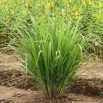 Lemon Grass
