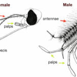 Mosquito