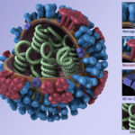 Tác dụng của tinh dầu lên virus H1N1 Virus H1N1