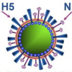 Tác dụng của tinh dầu lên virus H5N1 Virus H5N1