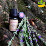 Các cách sử dụng tinh dầu oải hương td lavender