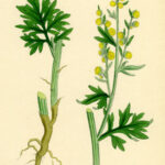 Ngải cứu Artemisia Absinthium; Common Wormwood