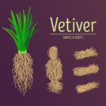 Cỏ hương bài Vetiver grass, khus or Chrysopogon zizanioides. Wreath of leaves. Vector illustration