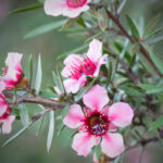 Manuka Manuka