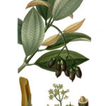Quế quan